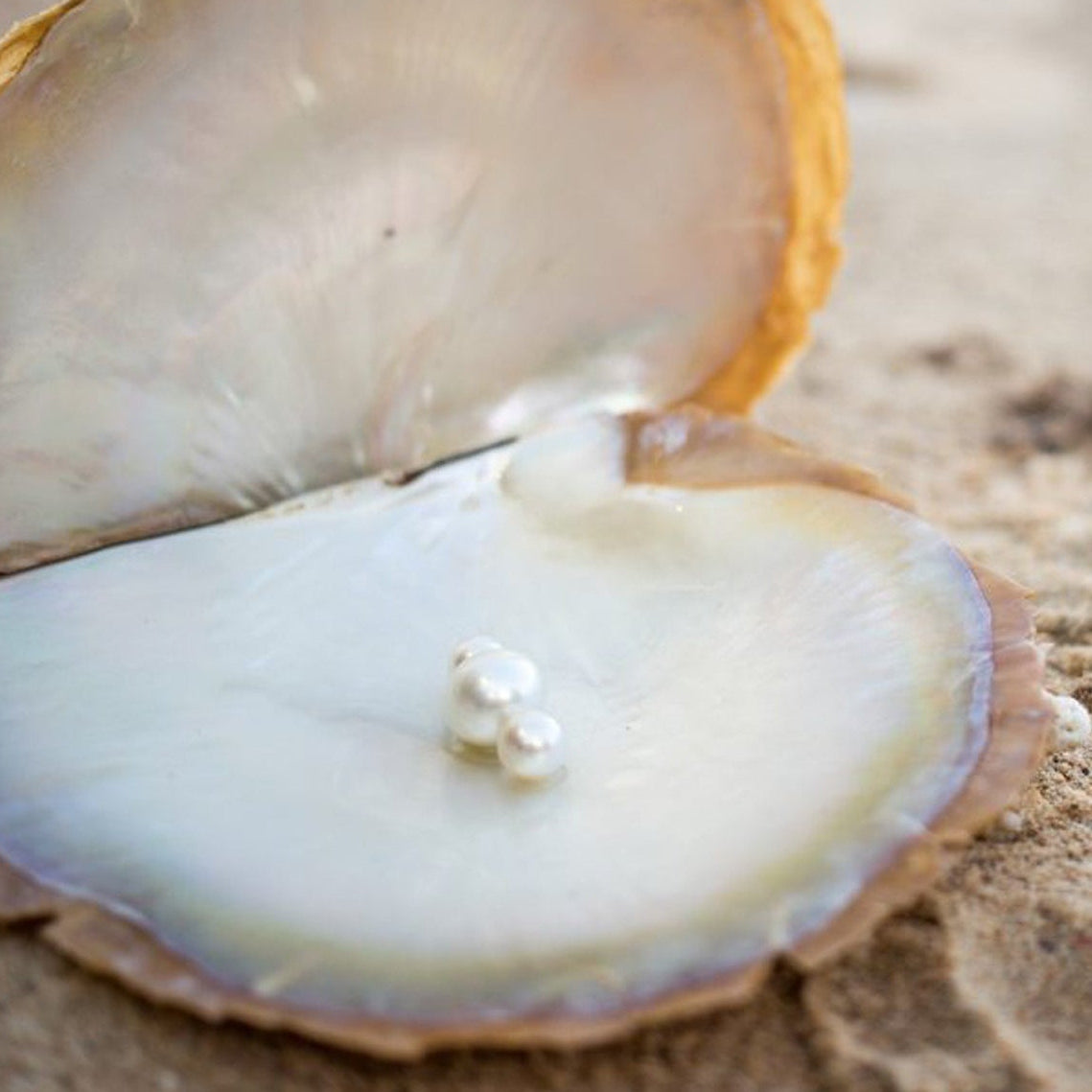 South Sea Pearl Stud Earrings