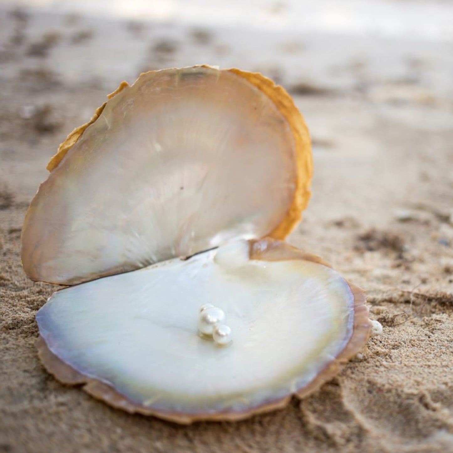 Siren Australian South Sea Keshi Pearl Stud Earrings